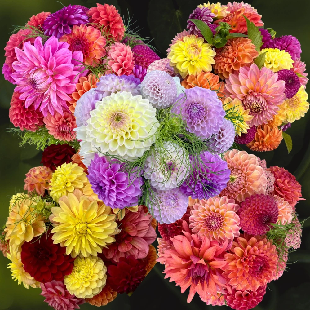 Dahlia Seeds Ultimate Dinnerplate Collection - 40 Seeds - Pollinator Friendly - Image 11