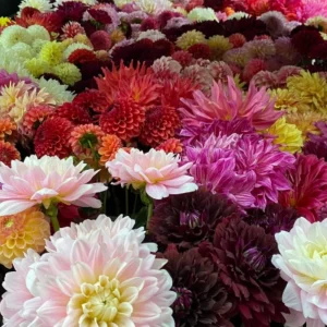 Dahlia Seeds Ultimate Dinnerplate Collection - 40 Seeds - Pollinator Friendly - Image 12