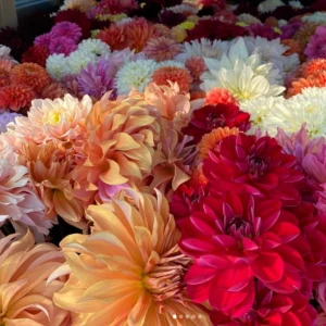 Dahlia Seeds Ultimate Dinnerplate Collection - 40 Seeds - Pollinator Friendly - Image 13