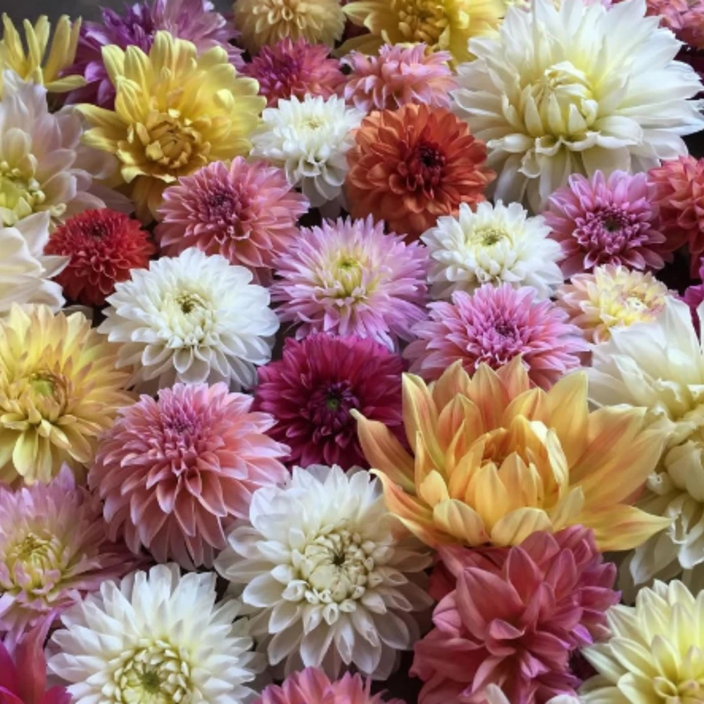 Dahlia Seeds Ultimate Dinnerplate Collection - 40 Seeds - Pollinator Friendly - Image 14