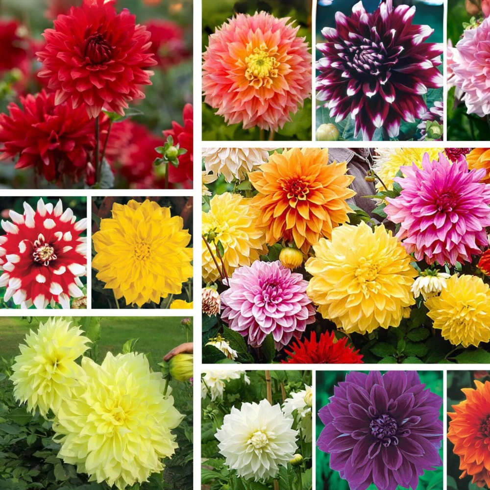 Dahlia Seeds Ultimate Dinnerplate Collection - 40 Seeds - Pollinator Friendly - Image 2