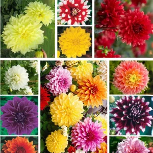 Dahlia Seeds Ultimate Dinnerplate Collection - 40 Seeds - Pollinator Friendly - Image 3