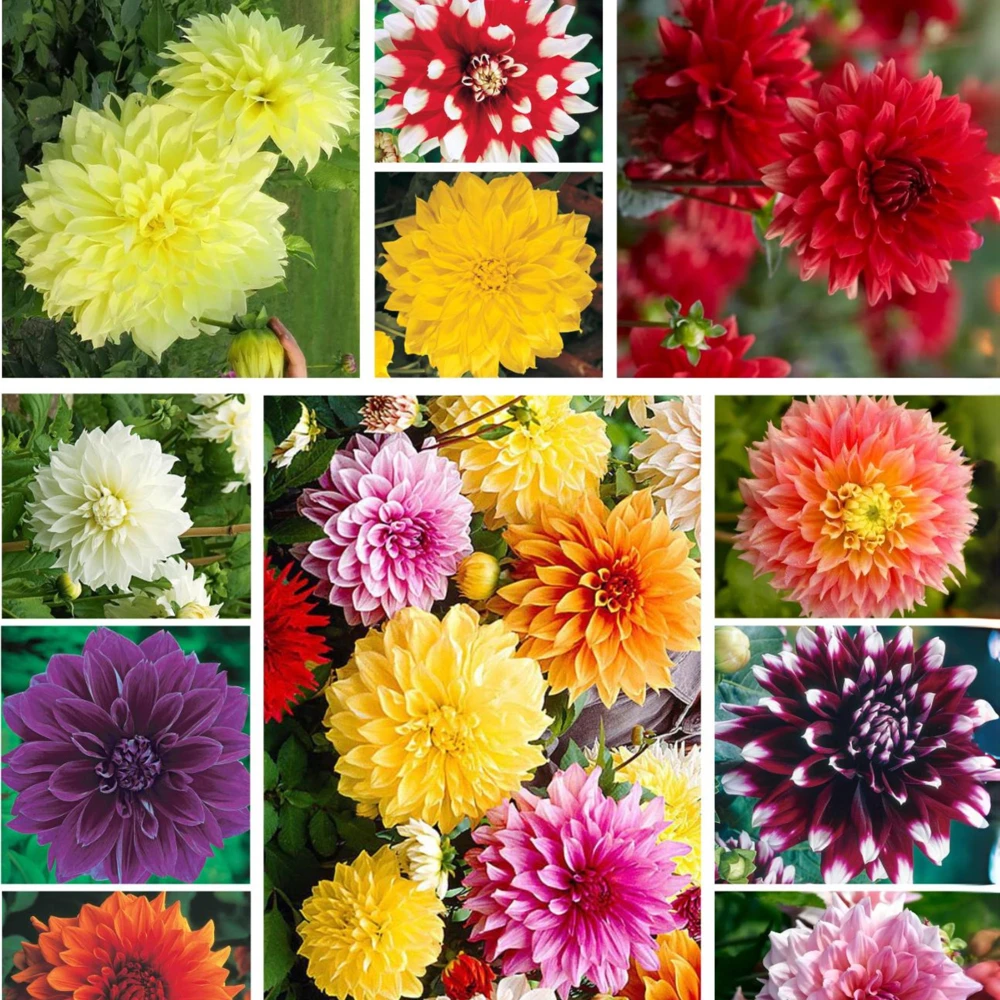 Dahlia Seeds Ultimate Dinnerplate Collection - 40 Seeds - Pollinator Friendly - Image 3
