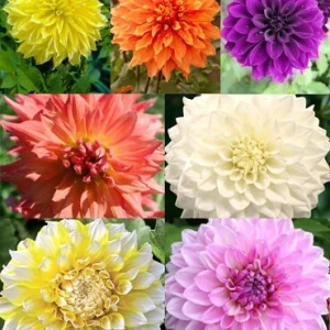 Dahlia Seeds Ultimate Dinnerplate Collection - 40 Seeds - Pollinator Friendly - Image 4