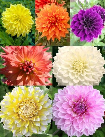 Dahlia Seeds Ultimate Dinnerplate Collection - 40 Seeds - Pollinator Friendly - Image 4
