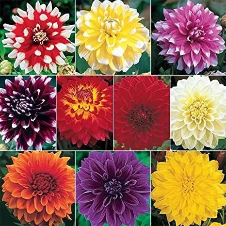 Dahlia Seeds Ultimate Dinnerplate Collection - 40 Seeds - Pollinator Friendly - Image 5