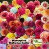 Dahlia Seeds Ultimate Dinnerplate Collection - 40 Seeds - Pollinator Friendly - Image 1