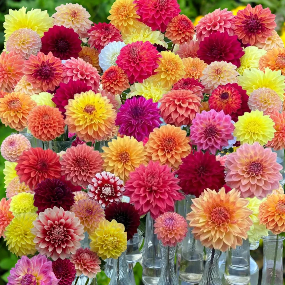 Dahlia Seeds Ultimate Dinnerplate Collection - 40 Seeds - Pollinator Friendly - Image 7