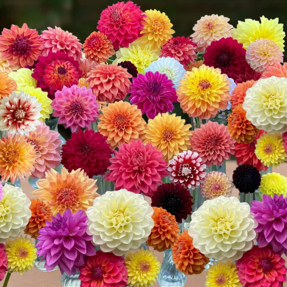 Dahlia Seeds Ultimate Dinnerplate Collection - 40 Seeds - Pollinator Friendly - Image 8