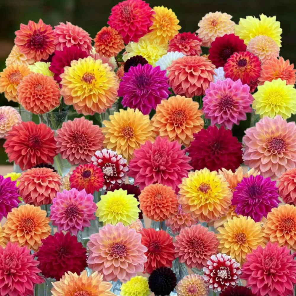 Dahlia Seeds Ultimate Dinnerplate Collection - 40 Seeds - Pollinator Friendly - Image 9