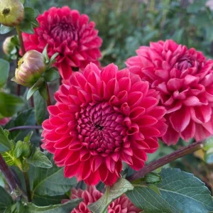 Dahlia Tempest Seeds - Pollinator-Friendly Flower Mix - Open Pollinated - 40 Seeds - Image 10