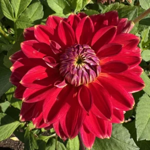Dahlia Tempest Seeds - Pollinator-Friendly Flower Mix - Open Pollinated - 40 Seeds - Image 11