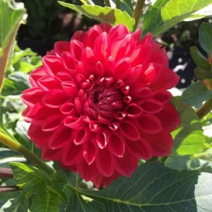 Dahlia Tempest Seeds - Pollinator-Friendly Flower Mix - Open Pollinated - 40 Seeds - Image 12