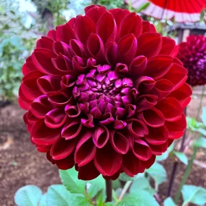 Dahlia Tempest Seeds - Pollinator-Friendly Flower Mix - Open Pollinated - 40 Seeds - Image 13