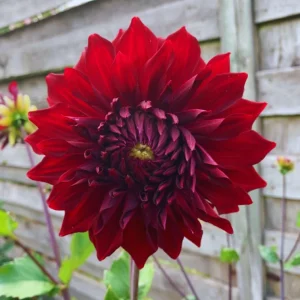 Dahlia Tempest Seeds - Pollinator-Friendly Flower Mix - Open Pollinated - 40 Seeds - Image 14