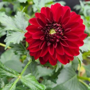 Dahlia Tempest Seeds - Pollinator-Friendly Flower Mix - Open Pollinated - 40 Seeds - Image 15