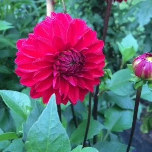Dahlia Tempest Seeds - Pollinator-Friendly Flower Mix - Open Pollinated - 40 Seeds - Image 16