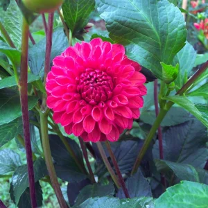 Dahlia Tempest Seeds - Pollinator-Friendly Flower Mix - Open Pollinated - 40 Seeds - Image 17