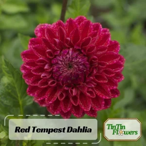 Dahlia Tempest Seeds - Pollinator-Friendly Flower Mix - Open Pollinated - 40 Seeds - Image 2