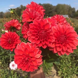 Dahlia Tempest Seeds - Pollinator-Friendly Flower Mix - Open Pollinated - 40 Seeds - Image 3