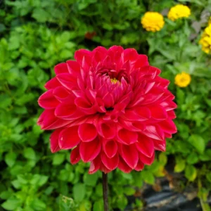 Dahlia Tempest Seeds - Pollinator-Friendly Flower Mix - Open Pollinated - 40 Seeds - Image 4