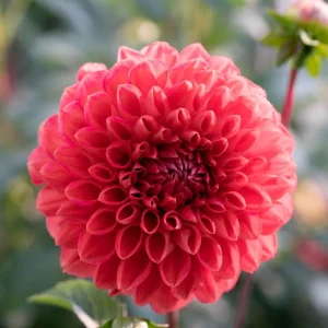 Dahlia Tempest Seeds - Pollinator-Friendly Flower Mix - Open Pollinated - 40 Seeds - Image 5