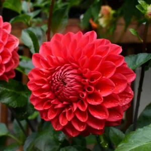 Dahlia Tempest Seeds - Pollinator-Friendly Flower Mix - Open Pollinated - 40 Seeds - Image 7