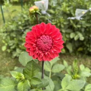 Dahlia Tempest Seeds - Pollinator-Friendly Flower Mix - Open Pollinated - 40 Seeds - Image 8