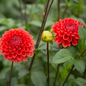 Dahlia Tempest Seeds - Pollinator-Friendly Flower Mix - Open Pollinated - 40 Seeds - Image 9