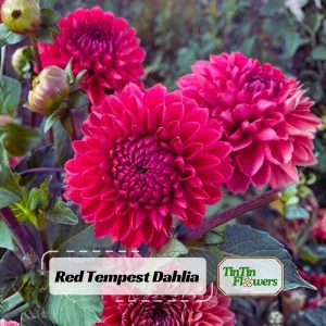 Dahlia Tempest Seeds - Pollinator-Friendly Flower Mix - Open Pollinated - 40 Seeds - Image 1