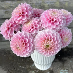 Dahlia Wizard of Oz Seeds - 40 Count Pollinator-Friendly Flower Seed Mix - Image 10