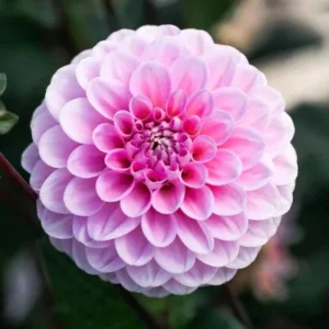 Dahlia Wizard of Oz Seeds - 40 Count Pollinator-Friendly Flower Seed Mix - Image 11