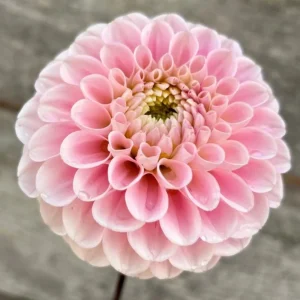 Dahlia Wizard of Oz Seeds - 40 Count Pollinator-Friendly Flower Seed Mix - Image 12