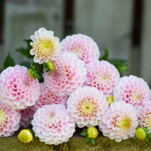 Dahlia Wizard of Oz Seeds - 40 Count Pollinator-Friendly Flower Seed Mix - Image 15