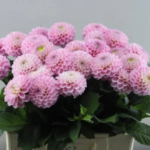 Dahlia Wizard of Oz Seeds - 40 Count Pollinator-Friendly Flower Seed Mix - Image 16