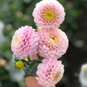 Dahlia Wizard of Oz Seeds - 40 Count Pollinator-Friendly Flower Seed Mix - Image 18