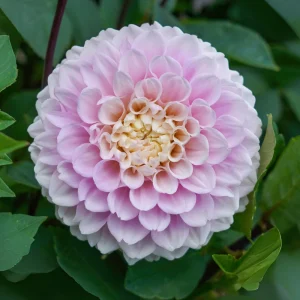 Dahlia Wizard of Oz Seeds - 40 Count Pollinator-Friendly Flower Seed Mix - Image 19