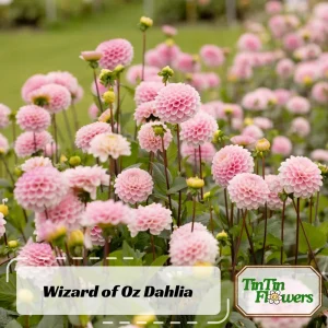 Dahlia Wizard of Oz Seeds - 40 Count Pollinator-Friendly Flower Seed Mix - Image 2