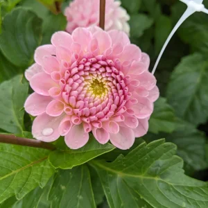 Dahlia Wizard of Oz Seeds - 40 Count Pollinator-Friendly Flower Seed Mix - Image 3