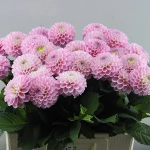 Dahlia Wizard of Oz Seeds - 40 Count Pollinator-Friendly Flower Seed Mix - Image 5