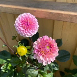 Dahlia Wizard of Oz Seeds - 40 Count Pollinator-Friendly Flower Seed Mix - Image 6