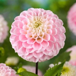 Dahlia Wizard of Oz Seeds - 40 Count Pollinator-Friendly Flower Seed Mix - Image 8