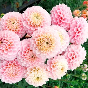 Dahlia Wizard of Oz Seeds - 40 Count Pollinator-Friendly Flower Seed Mix - Image 9
