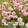 Dahlia Wizard of Oz Seeds - 40 Count Pollinator-Friendly Flower Seed Mix - Image 1