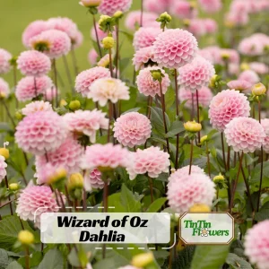 Dahlia Wizard of Oz Seeds - 40 Count Pollinator-Friendly Flower Seed Mix - Image 1