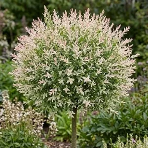 Dappled Willow Live Plant – Variegated Tricolor Ornamental Shrub – 6-12 Inches Tall in Qt Pot – Outdoor - Image 1
