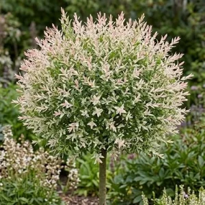 Dappled Willow Live Plant – Variegated Tricolor Ornamental Shrub – 6-12 Inches Tall in Qt Pot – Outdoor - Image 3