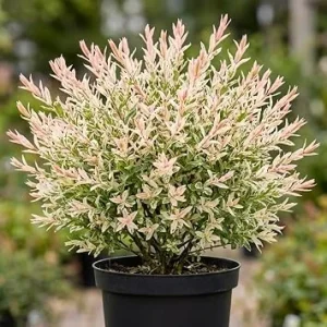 Dappled Willow Tree – Variegated Tricolor Willow Live Plant – 6-12 inches tall – Quart Pot – Outdoor Shrub - Image 1