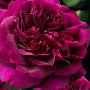 Darcy Bussell Rose Seeds - 30 Crimson Red English Shrub Rose Seeds for Garden - Image 11