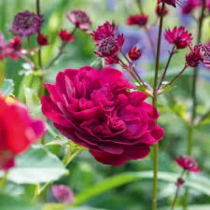 Darcy Bussell Rose Seeds - 30 Crimson Red English Shrub Rose Seeds for Garden - Image 12